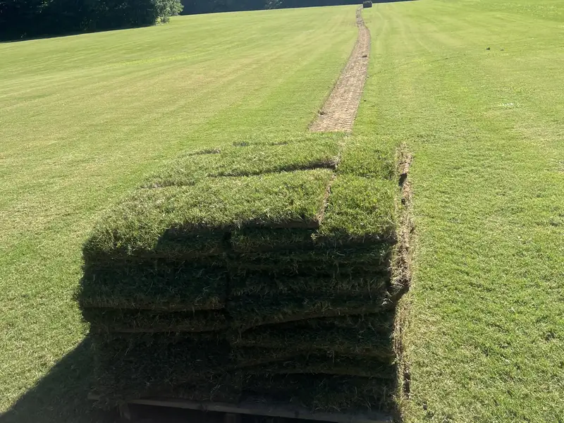 Fresh-cut pallet of Tifway 419 Bermuda sod at Paramount Sod Farm, Hernando MS