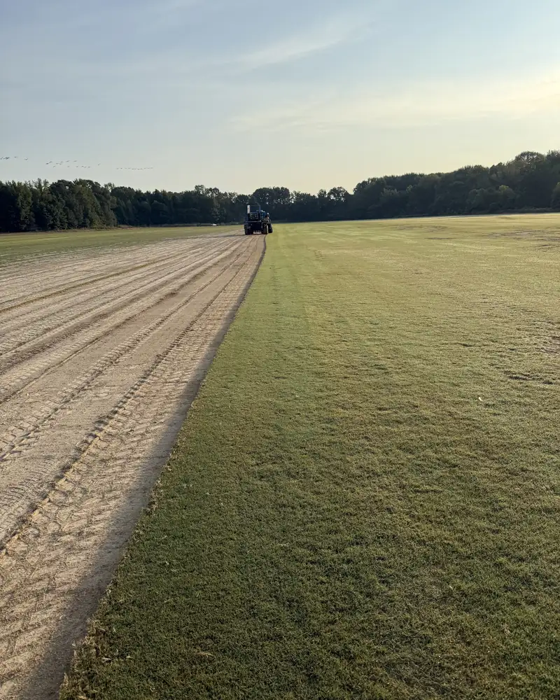Harvested Tifway 419 Bermuda rows with a sod harvester at golden hour, Paramount Sod Farm in Hernando, MS